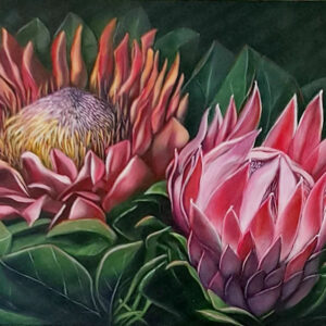 Protea II