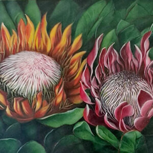 Protea III