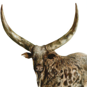 Ankole Watusi
