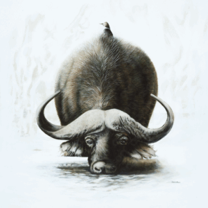 African Buffalo